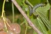 267247 – Photo : Philippe Legros – France (89)